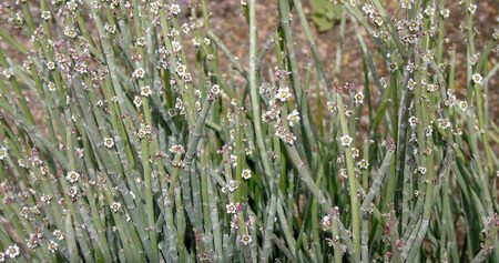 Candelilla wax (kandelillaviasz)