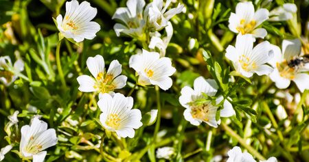 Meadowfoam (esti hérics) magolaj