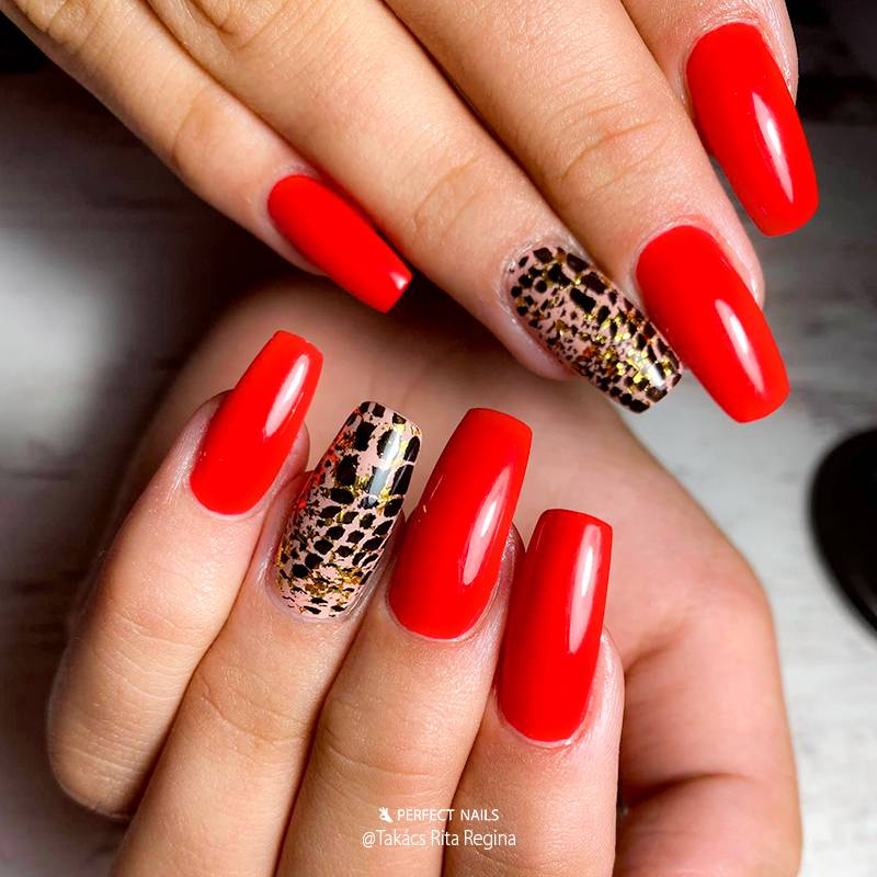 Nail Print Plate - Animal Love